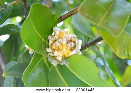 Alexandrian laurel flower, Calophyllum inophyllum, Family Calophyllaceae, Central of Thailand