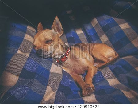 dramatic lighting photo of a puppy sleeping on a plaid blanket with sunshine coming through a window toned with a vintage retro instagram filter effect