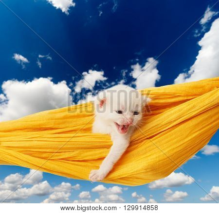 White kitten in a yellow hammock. Cute white kitten in a hammock having rest, at blue sky. Adorable pet. Small heartwarming kitten. Little cat. Animal isolated. High key