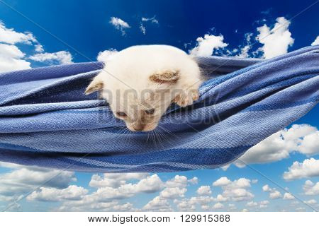 White kitten in a hammock. Cute white kitten in a blue hammock having rest, look down, curious at blue sky background. Adorable pet. Small heartwarming kitten. Little cat. High key