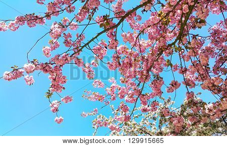 Beautiful flowers of japanese cherry blossom - Prunus serrulata tree flowers