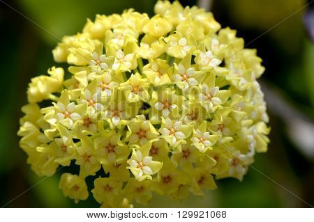 A close up view of Hoya parasitica flowers