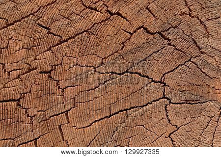 wood texture of a cross-section texture of tree rings in tree