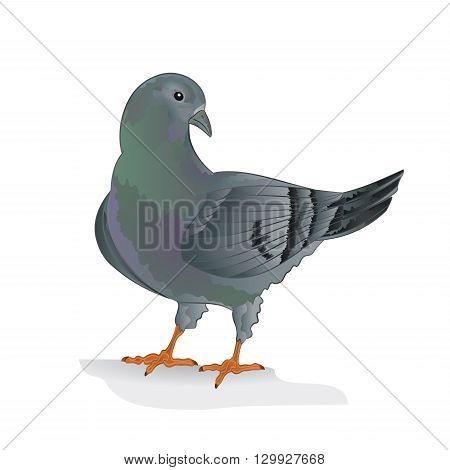 Carrier pigeon domestic breed sports bird vector illustration