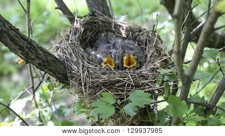 Bird's Nest With Chicks In A Tree.