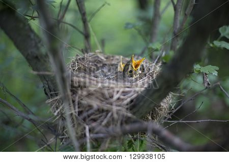 Bird's Nest With Chicks In A Tree.
