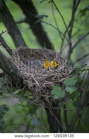 Bird's Nest With Chicks In A Tree.