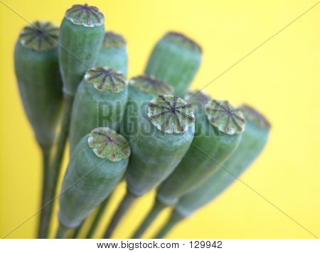 Baccelli di papaveri