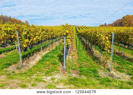 Red Grapes In A Vineyard