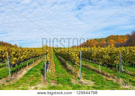 Red Grapes In A Vineyard