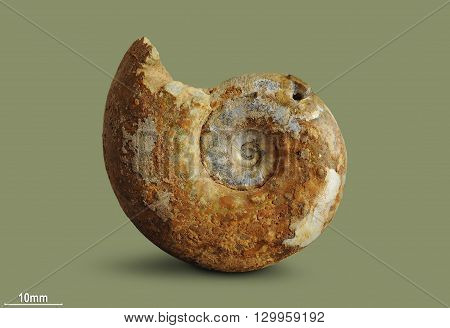 Ammonite - fossil mollusk. Ammonites lived in the ancient ocean 175 million years ago. 
The Ammonite was found in an expedition in search of fossil specimens.