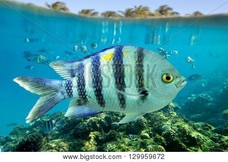 Sergeant Major - (Abudefduf saxatilis) close up.Red sea fish.