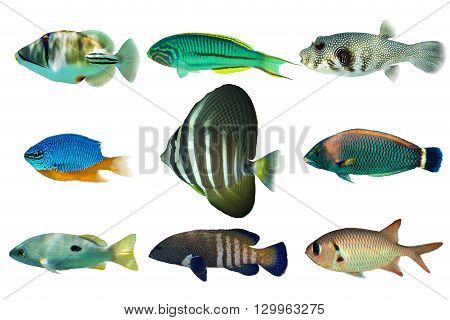 Set of sea nr.4- reef fish on white background