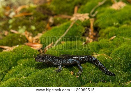 A Blue-spotted Salamander foraging on a bed of moss.