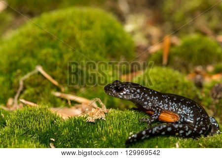 A close up of a Blue-spotted Salamander.