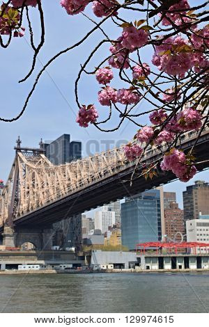 Queensboro Bridge with Cherry Blossoms trees at sunny day