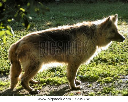 ehemaliger Wachhund