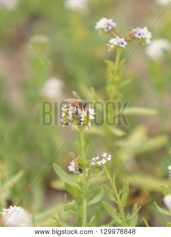 Honeybee, Hylaeus, gathers pollen on a flower in Southern California, United States.