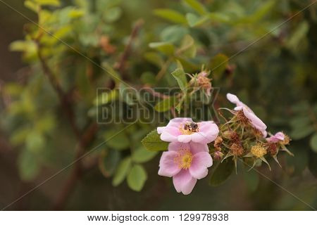 Honeybee, Hylaeus, gathers pollen on a wild rose flower in Southern California, United States.