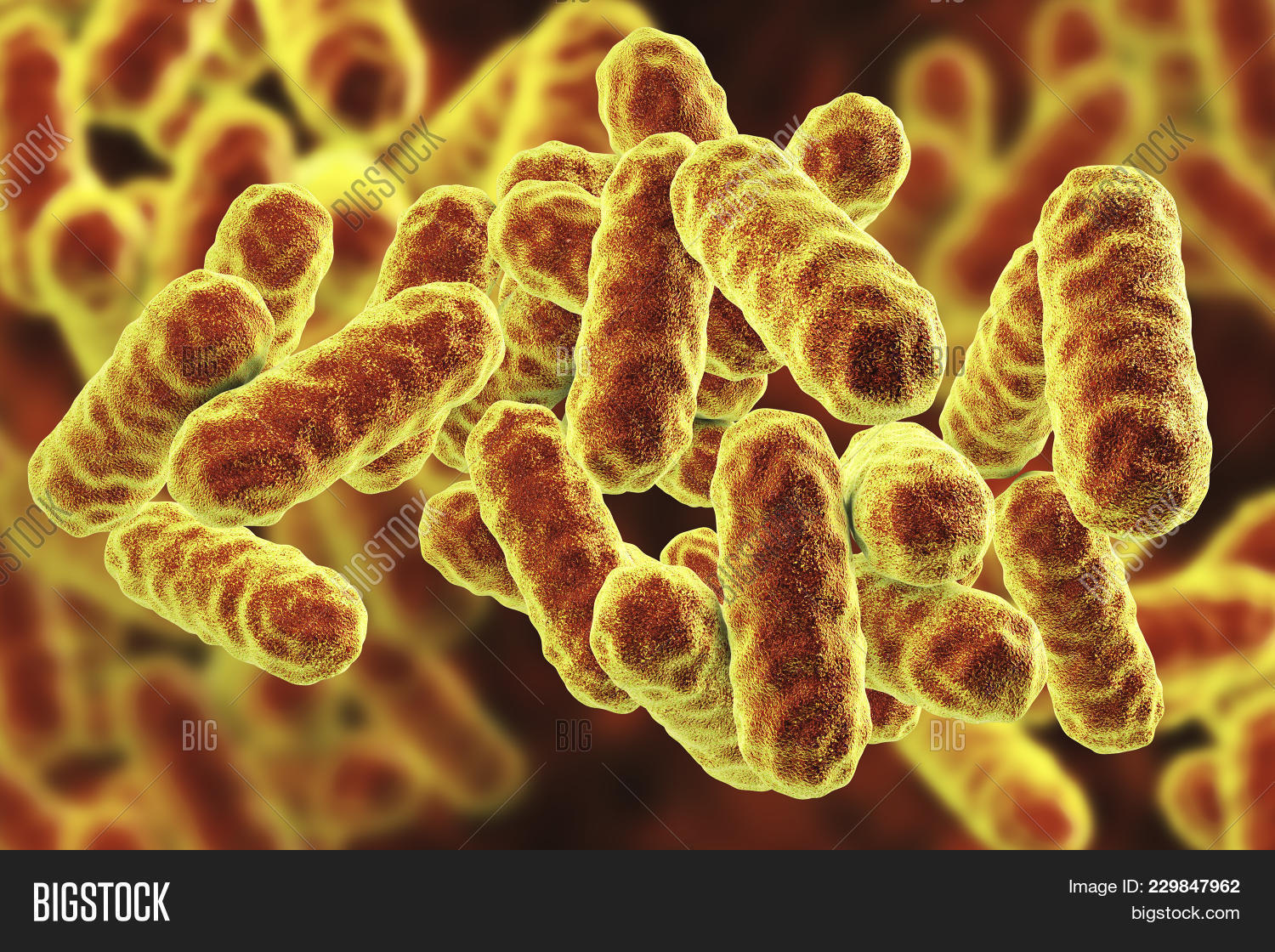 Serratia Marcescens Image & Photo (Free Trial) Bigstock