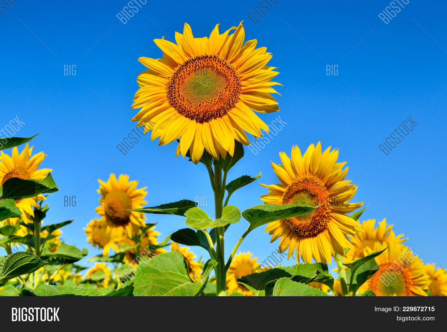 Young Sunflowers Bloom Image & Photo (Free Trial) Bigstock