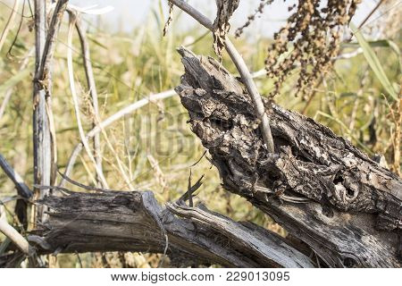 Tree Trunk, Felled Trees, Protection Of The Environment And Ecology