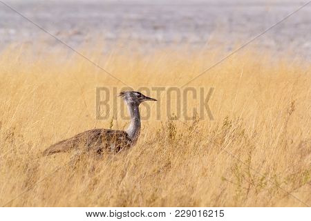 Kori Bustard In African Bush