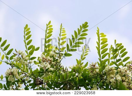 Blooming Flowers Of White Acacia Tree In A Park At Spring.