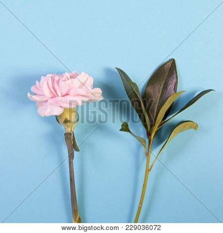 White Carnation And Pittosporum On A Blue Background With An Empty Space For Notes. Romantic Card