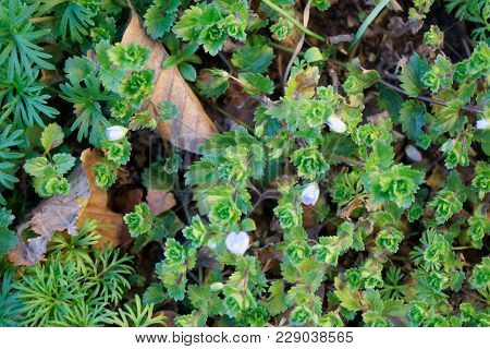 Little White Flowers In The Garden , Winter Flower Background.