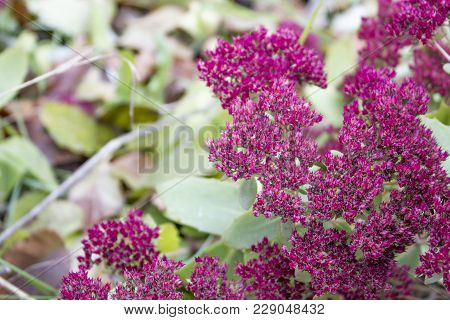 Stonecrop, Sedum In Late Autumn. Red Flowers