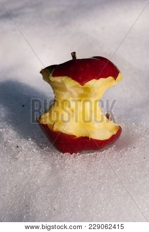 Red Apple Bitten On Snow In December