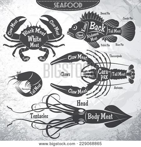 Vector Set Of Stilysh Diagrams Cut Of Different Seafood Carcasses.