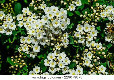 Blossoming Bush Spirea Arguta (brides Wreath) In Park