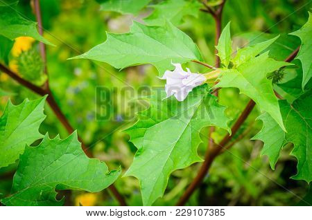 Ecballium Elaterium Or Squirting Cucumber, Interesting Plant. Beautiful Flower