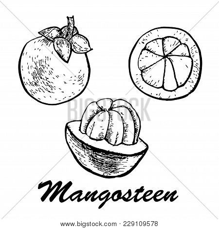 Hand Drawn Mangosteen. Mangosteen Fruits Isolated On White Background.