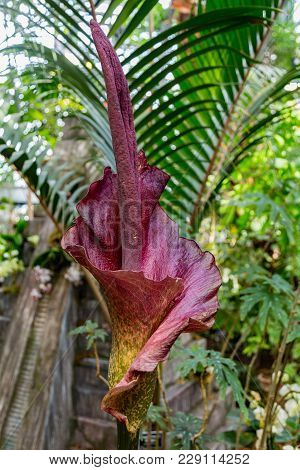 The Plant Amorphophallus Koniac