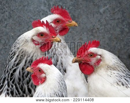 Laying Hens In A Poultry Farm. White Broiler Chickens Closeup