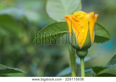 Yellow Rose Close-up. Rose With A Sick Petal. Defects Of Plants.