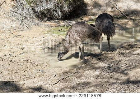 The Young Emus Is Drinking From The Billabong
