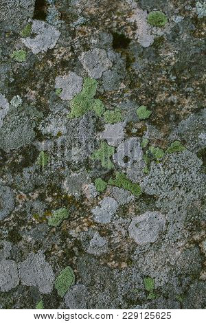 Natural Lichen And Moss Background And Texture. Old Gray Wall Covered With Lichen And Moss. Organic 