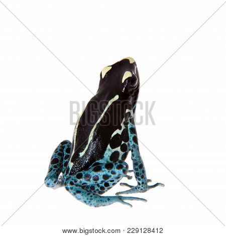 Awarape Blue Dyeing Poison Dart Frog, Dendrobates Tinctorius, On White Background.