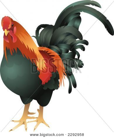 Ilustración de gallo