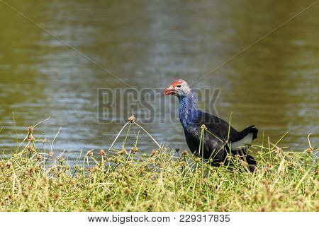 Grey-headed Swamphen At Chorakhe Mak Reservoir (no Hunting Area ) , Buriram Province , Thailand