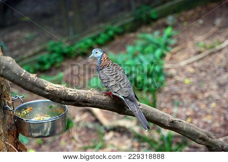 peaceful dove Geopelia placida australian pigeon bird