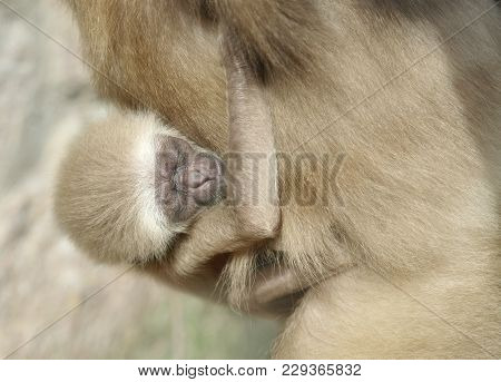 A Baby Lar Gibbon Ape, Hylobates Lar. The Little Baby Is Sucking His Mother. The Touching Monkey Kid