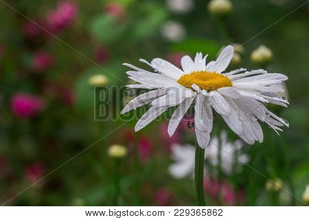 Leucanthemum Maximum Shasta Daisy, Max Chrysanthemum, Daisy Crazy, Wheel, Chain, Chamomel, Gang Bang