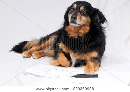One Female Old Black Dog Drawing On A White Paper