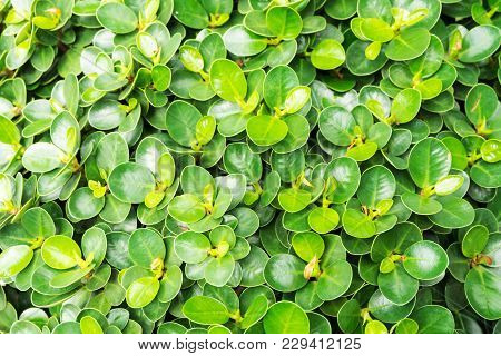 Green Leaves Background Of Ficus Annulata Or Banyan Tree.