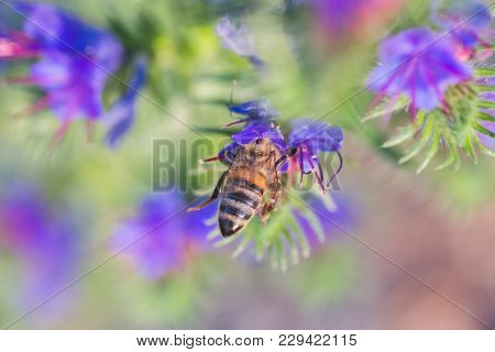 The Bee Collects Nectar From Echium Vulgare, Viper's Bugloss, Blueweed. Collect Pollen In The Meadow